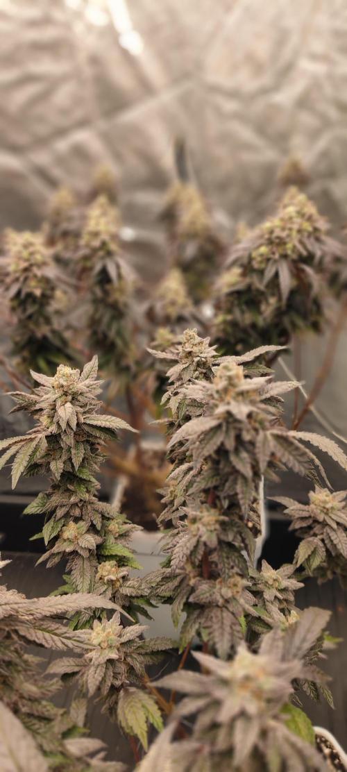 Plantulitas ZSB🌱. Week 15 - Z2.0
