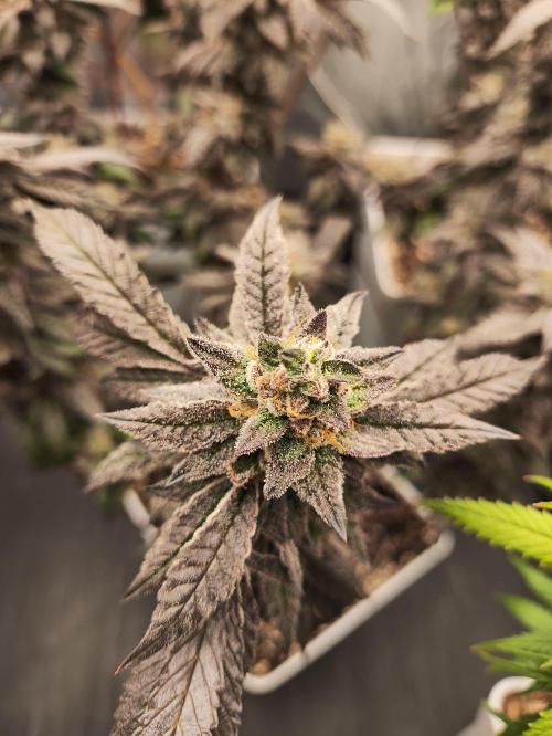 Plantulitas ZSB🌱. Week 15 - Z2.0