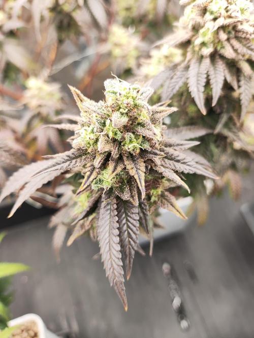 Plantulitas ZSB🌱. Week 15 - BC 
