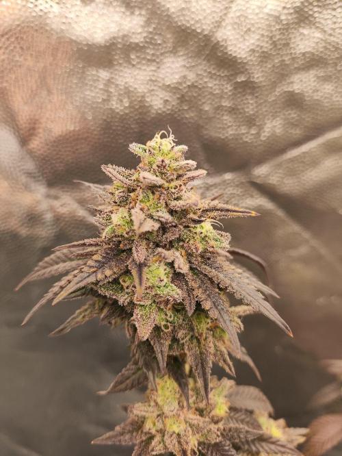 Plantulitas ZSB🌱. Week 15 - BC 