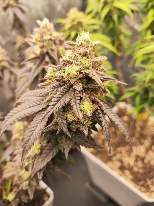 Plantulitas ZSB🌱. Week 15 - BC 