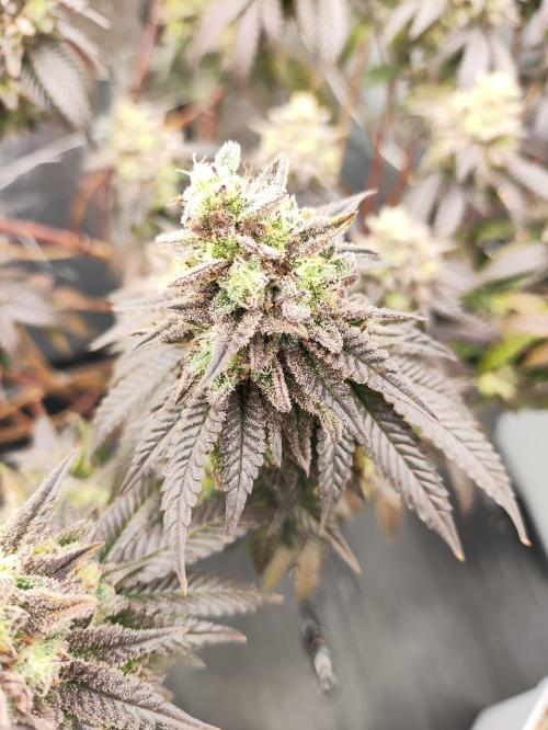 Plantulitas ZSB🌱. Week 15 - BC