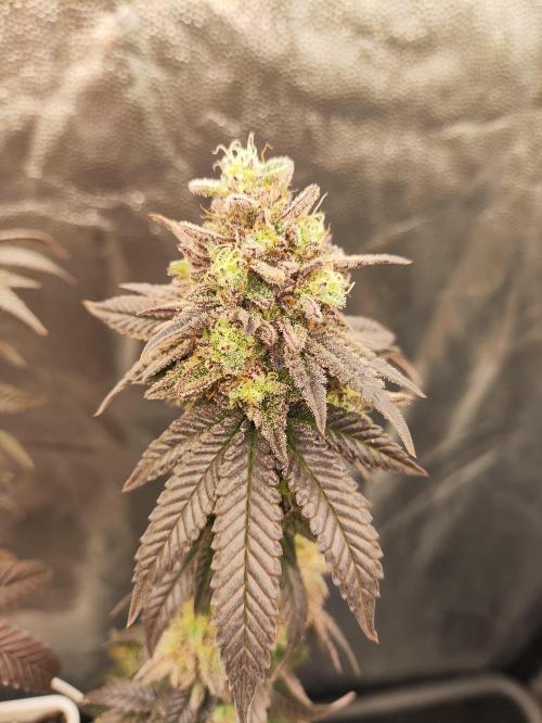 Plantulitas ZSB🌱. Week 15 - BC 