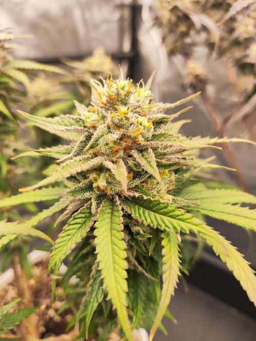 Plantulitas ZSB🌱. Week 15 - SB 