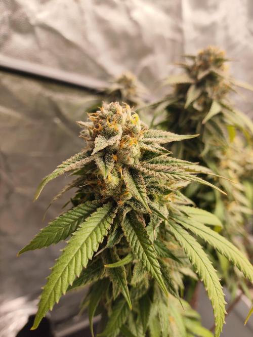 Plantulitas ZSB🌱. Week 15 - SB 