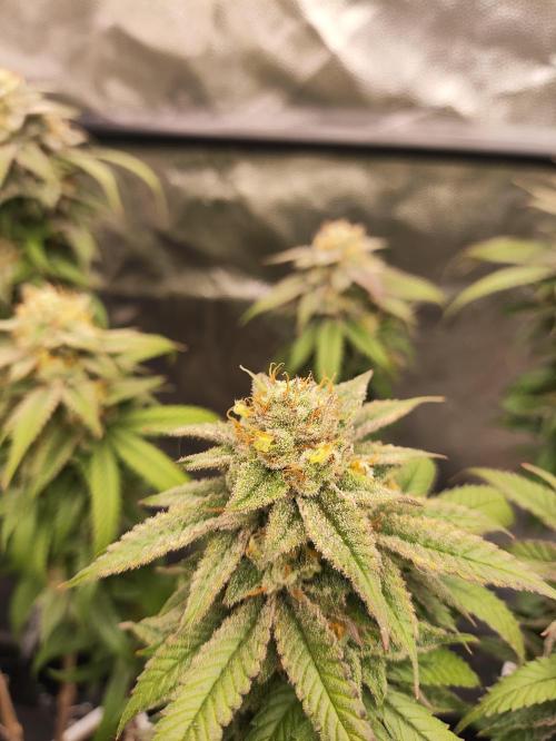 Plantulitas ZSB🌱. Week 15 - SB 