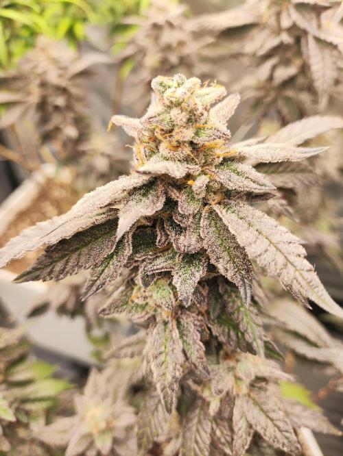 Plantulitas ZSB🌱. Week 15 - Z2.0