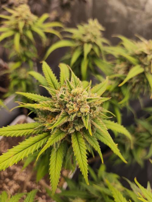 Plantulitas ZSB🌱. Week 15 - SB 