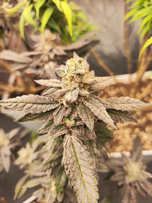 Plantulitas ZSB🌱. Week 15 - Z2.0