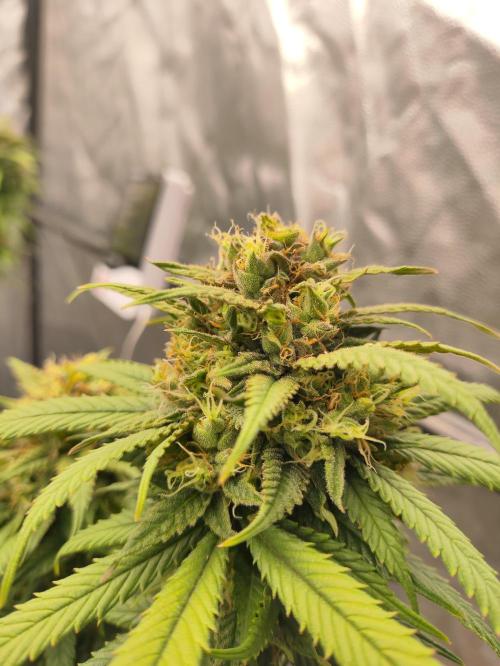 Plantulitas ZSB🌱. Week 15 - SB