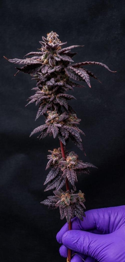 Plantulitas ZSB🌱. Week 16 - Zkittlez 2.0