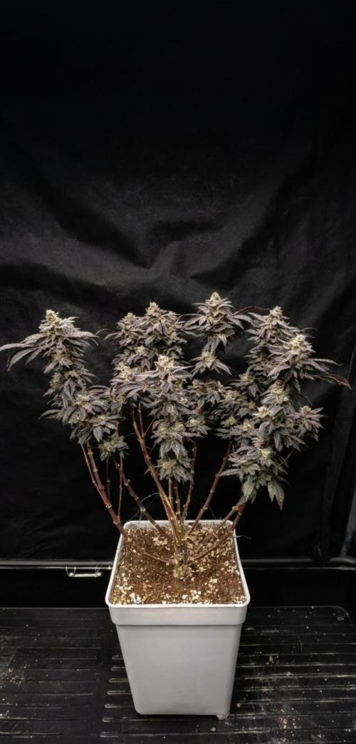 Plantulitas ZSB🌱. Week 16 - Zkittlez 2.0