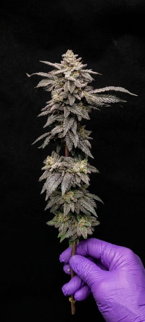 Plantulitas ZSB🌱. Week 16 - Zkittlez 2.0