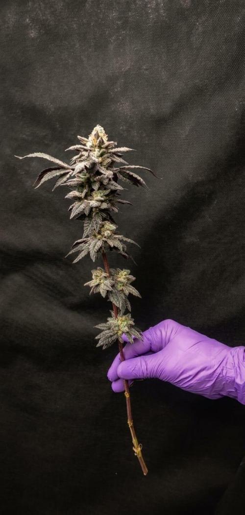 Plantulitas ZSB🌱. Week 16 - Zkittlez 2.0