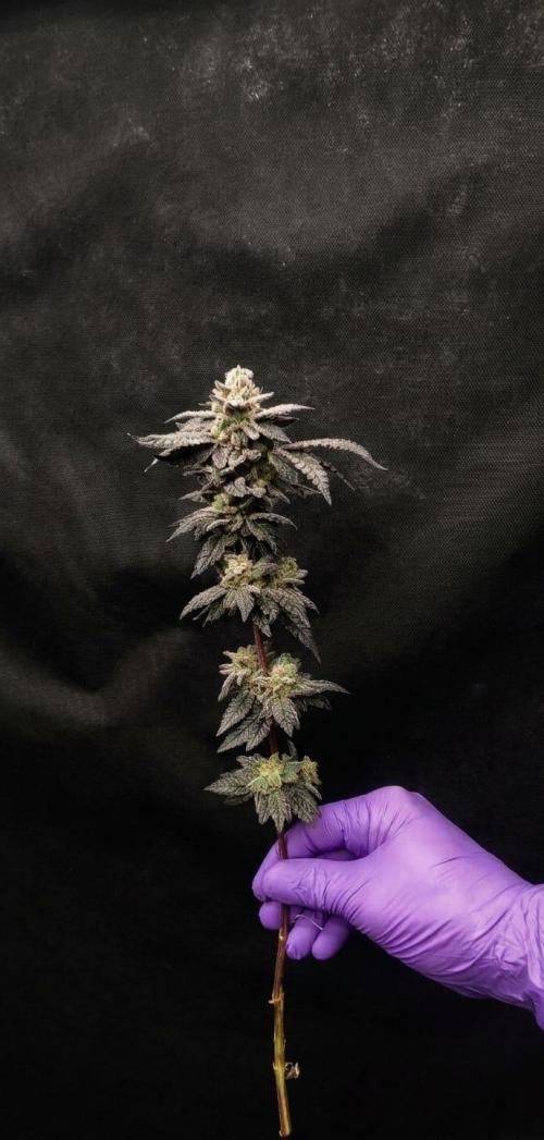 Plantulitas ZSB🌱. Week 16 - Zkittlez 2.0