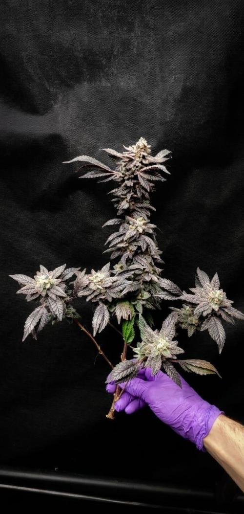 Plantulitas ZSB🌱. Week 16 - Zkittlez 2.0