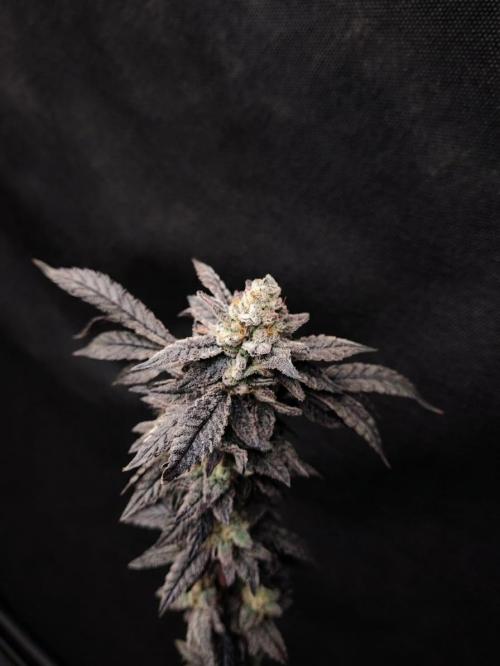 Plantulitas ZSB🌱. Week 16 - Zkittlez 2.0