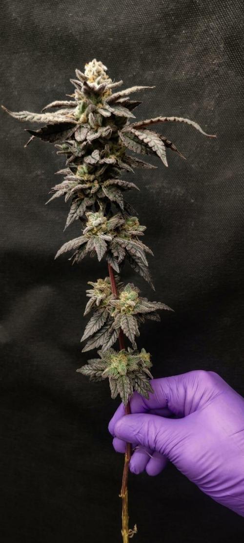 Plantulitas ZSB🌱. Week 16 - Zkittlez 2.0