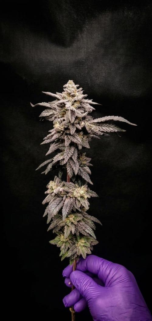Plantulitas ZSB🌱. Week 16 - Zkittlez 2.0