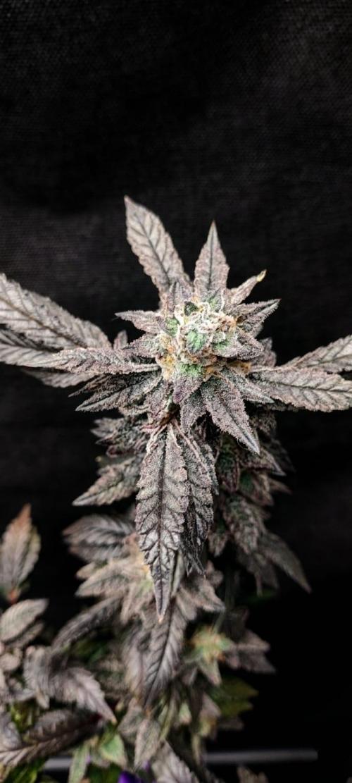 Plantulitas ZSB🌱. Week 16 - Zkittlez 2.0
