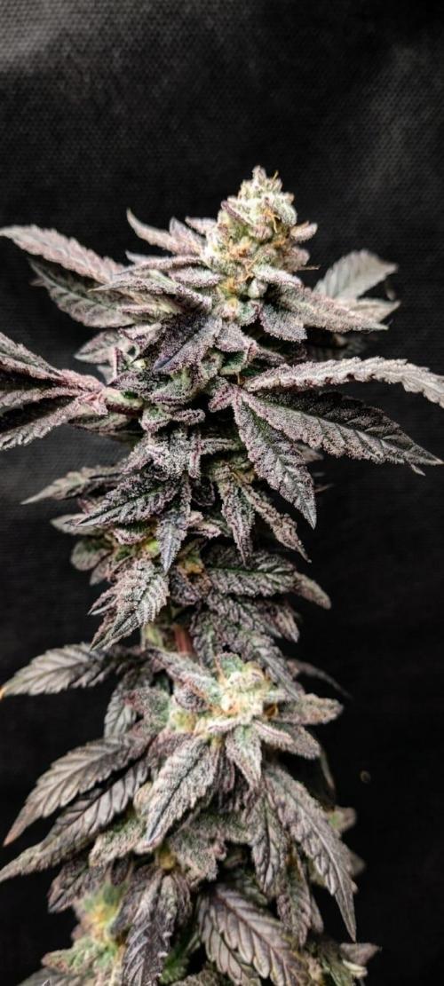 Plantulitas ZSB🌱. Week 16 - Zkittlez 2.0