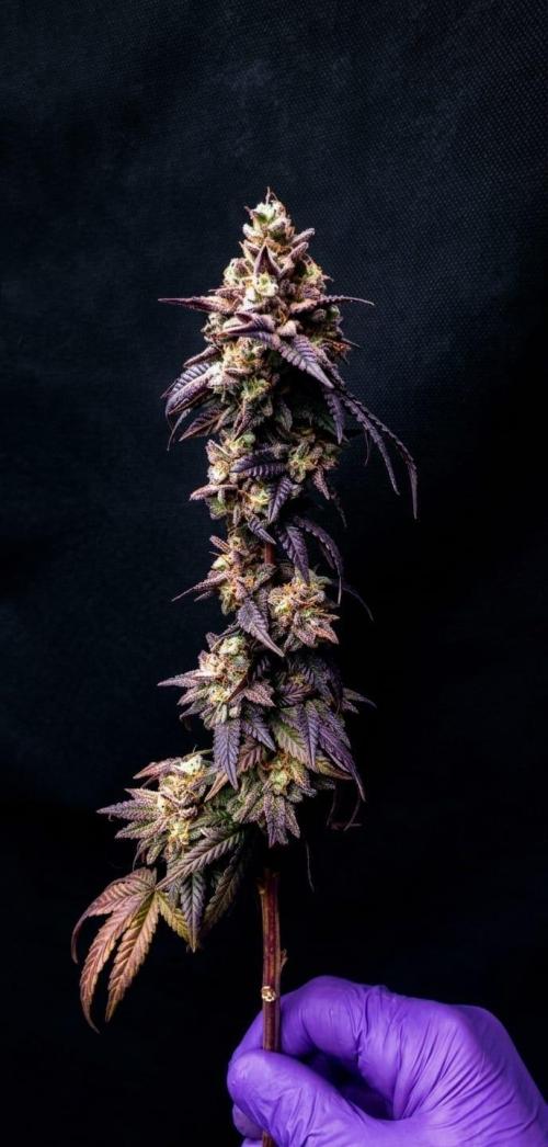 Plantulitas ZSB🌱. Week 16 - Blueberry Cupcake - HUMBOLDT SEED COMPANY