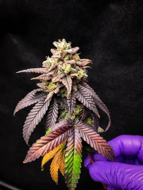 Plantulitas ZSB🌱. Week 16 - Blueberry Cupcake - HUMBOLDT SEED COMPANY