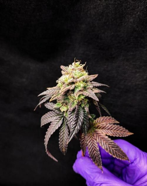 Plantulitas ZSB🌱. Week 16 - Blueberry Cupcake - HUMBOLDT SEED COMPANY