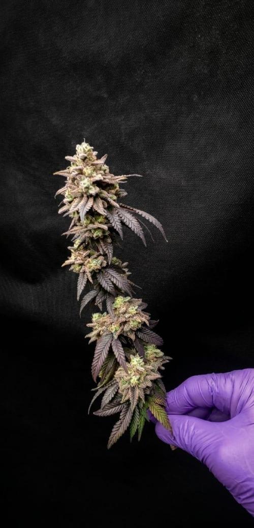 Plantulitas ZSB🌱. Week 16 - Blueberry Cupcake - HUMBOLDT SEED COMPANY