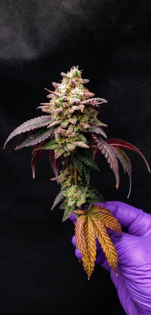 Plantulitas ZSB🌱. Week 16 - Blueberry Cupcake - HUMBOLDT SEED COMPANY
