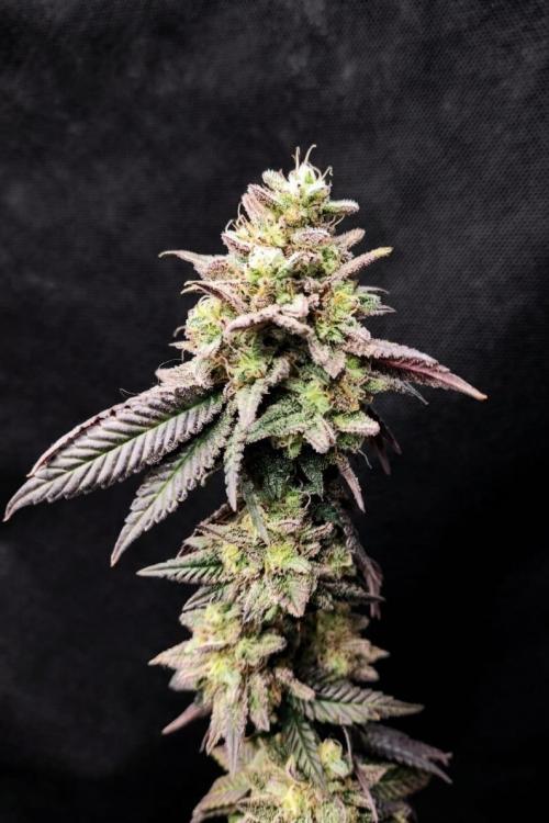 Plantulitas ZSB🌱. Week 16 - Blueberry Cupcake - HUMBOLDT SEED COMPANY