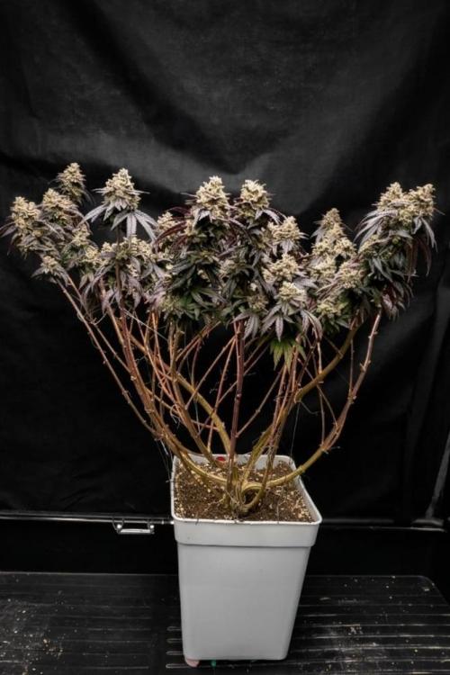 Plantulitas ZSB🌱. Week 16 - Blueberry Cupcake - HUMBOLDT SEED COMPANY