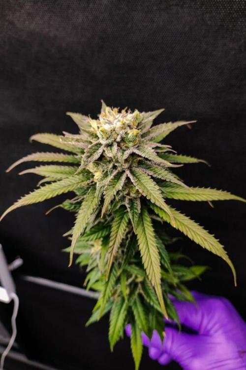 Plantulitas ZSB🌱. Week 16 - Strawberry Banana