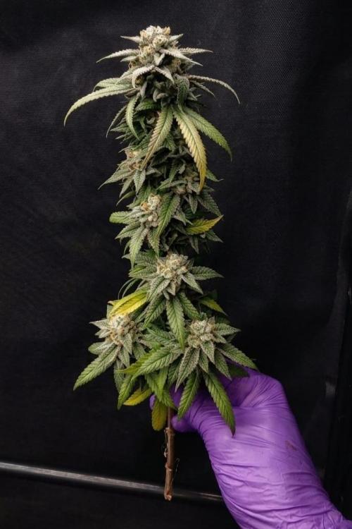 Plantulitas ZSB🌱. Week 16 - Strawberry Banana