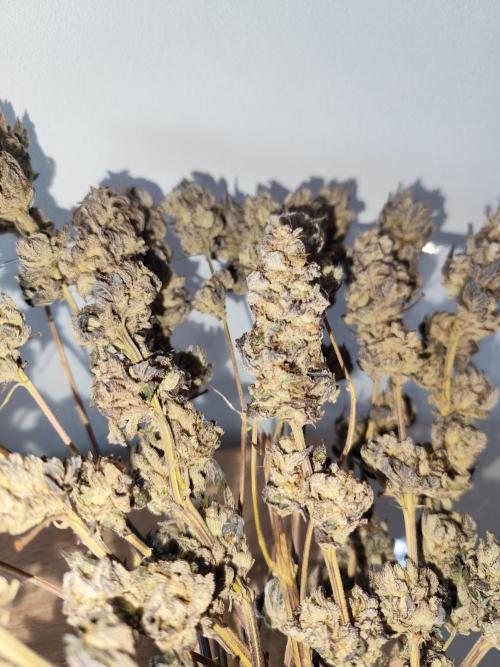 Plantulitas ZSB🌱. Week 16 - DRY - ZKITTLEZ 2.0
