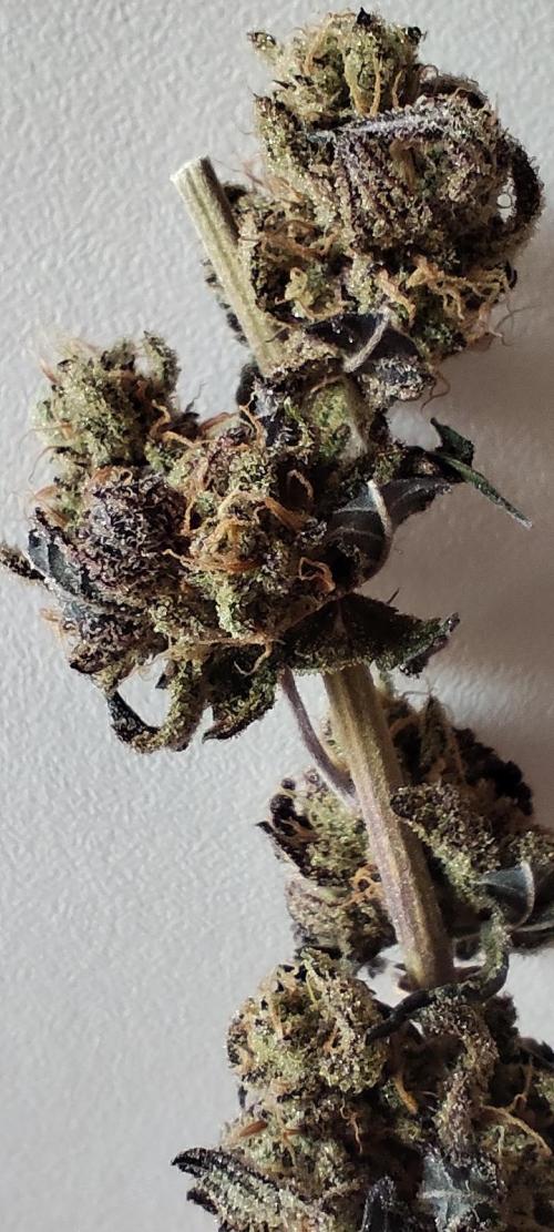 Plantulitas ZSB🌱. Week 16 - DRY - BLUEBERRY CUPCAKE