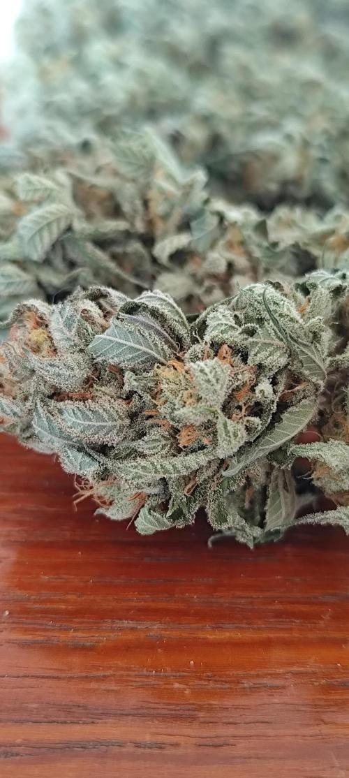 Plantulitas ZSB🌱. Week 16 - DRY- Strawberry Banana