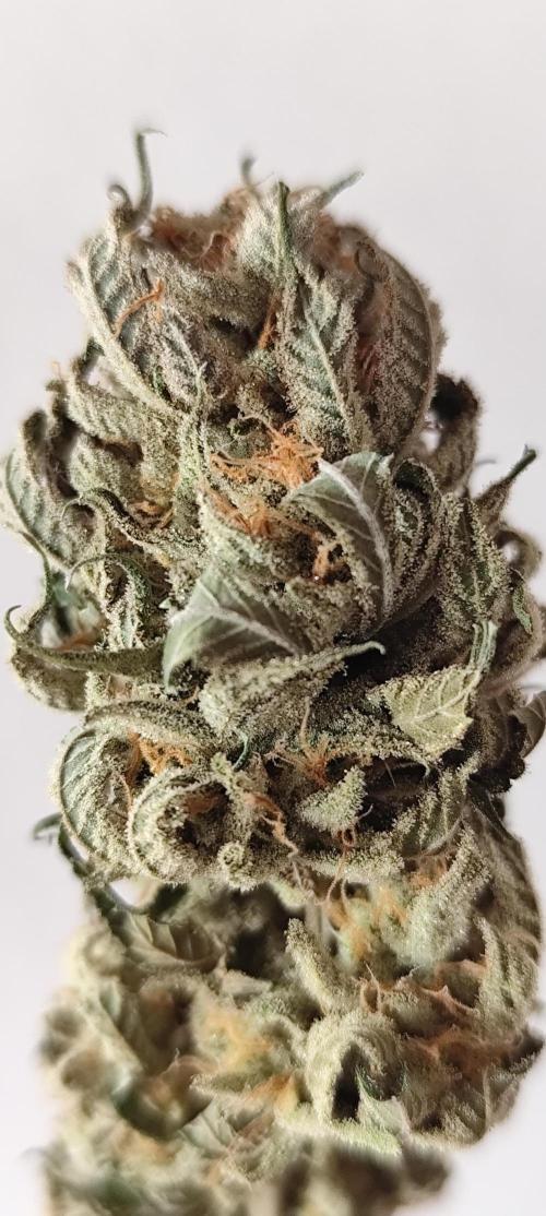 Plantulitas ZSB🌱. Week 16 - DRY- Strawberry Banana