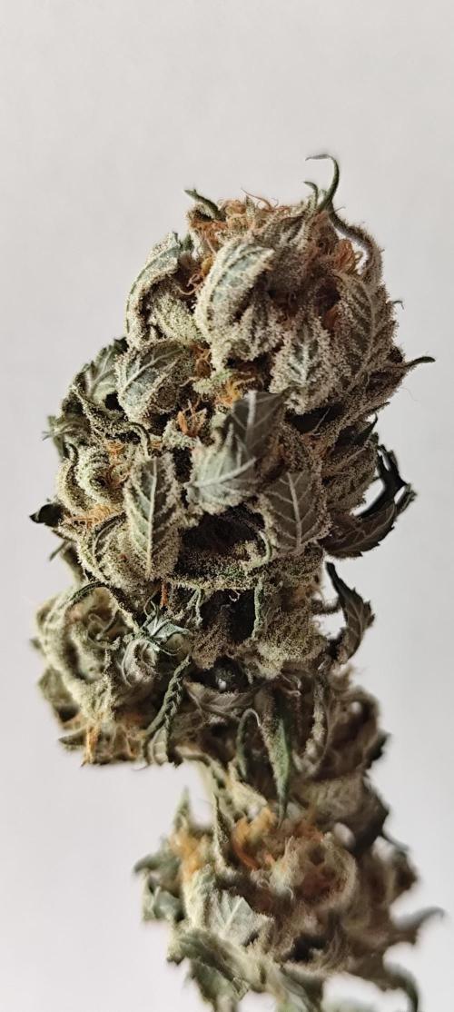 Plantulitas ZSB🌱. Week 16 - DRY- Strawberry Banana