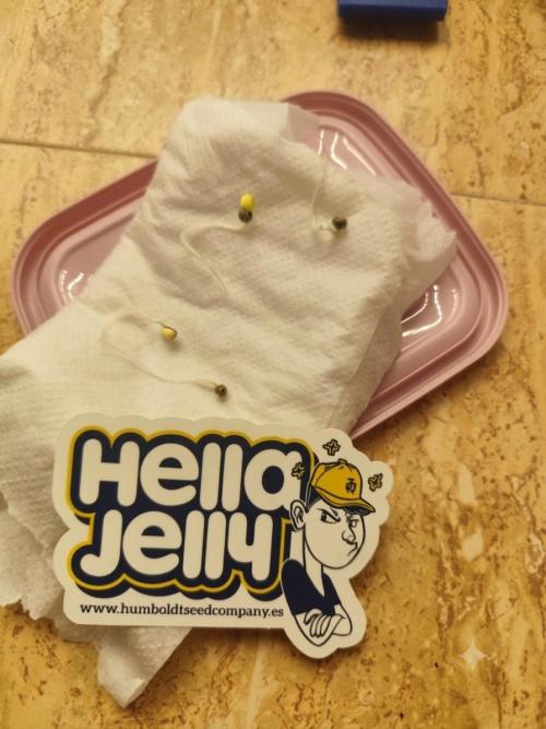 Hella Jelly Auto 🍯🌿. Week 0 - Germinación-36 horas 