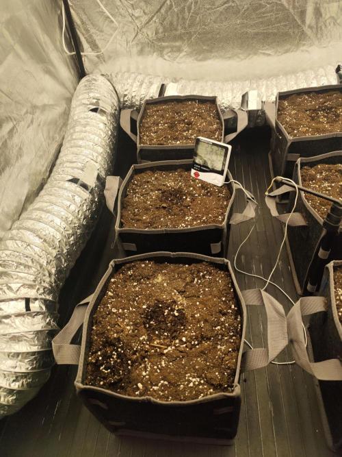 Hella Jelly Auto 🍯🌿. Week 0 - Hella Jelly Auto 