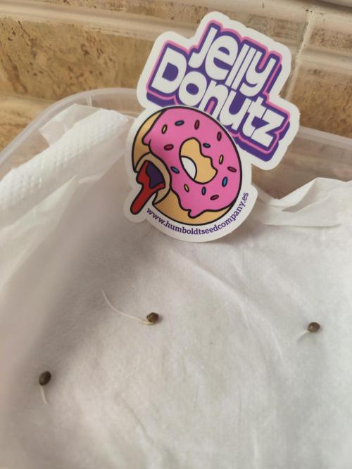 Jelly Donutz Auto 🍩. Week 0 - 10.06.2026