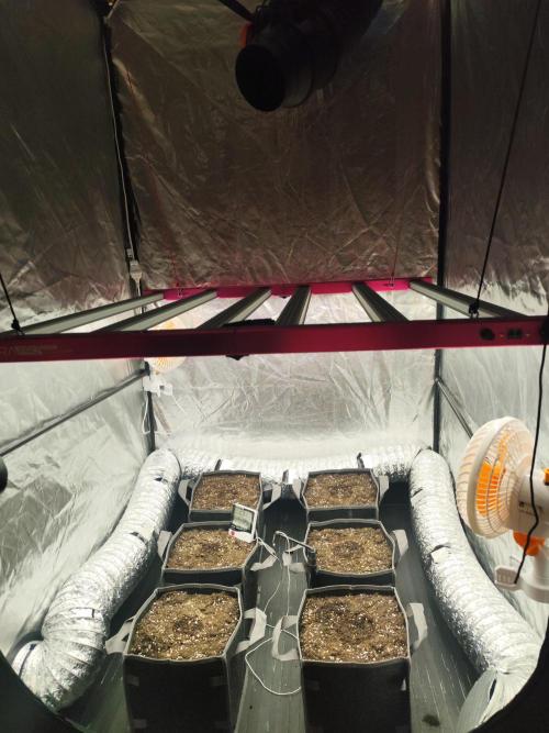 Jelly Donutz Auto 🍩. Week 0 - Jelly Donutz Auto - Hella Jelly Auto