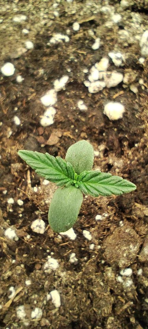 Hella Jelly Auto 🍯🌿. Week 0 - Hella Jelly Auto