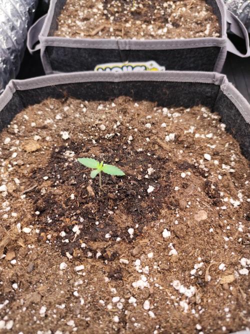 Hella Jelly Auto 🍯🌿. Week 0 - Hella Jelly Auto