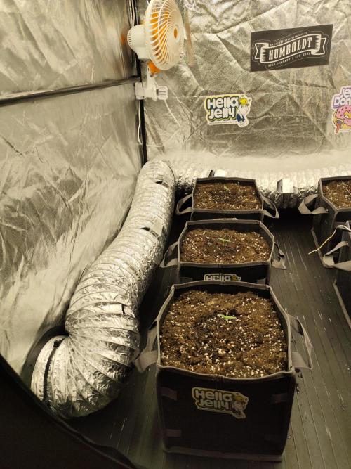 Hella Jelly Auto 🍯🌿. Week 0 - Hella Jelly Auto