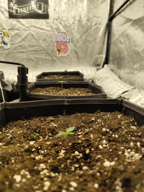 Jelly Donutz Auto 🍩. Week 0