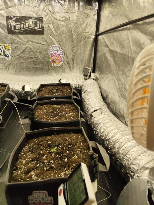 Jelly Donutz Auto 🍩. Week 0 - Jelly Donutz Auto