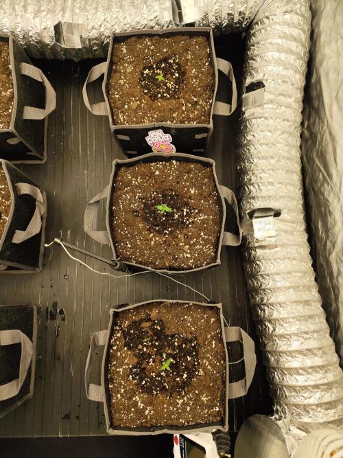 Jelly Donutz Auto 🍩. Week 0 - Jelly Donutz Auto