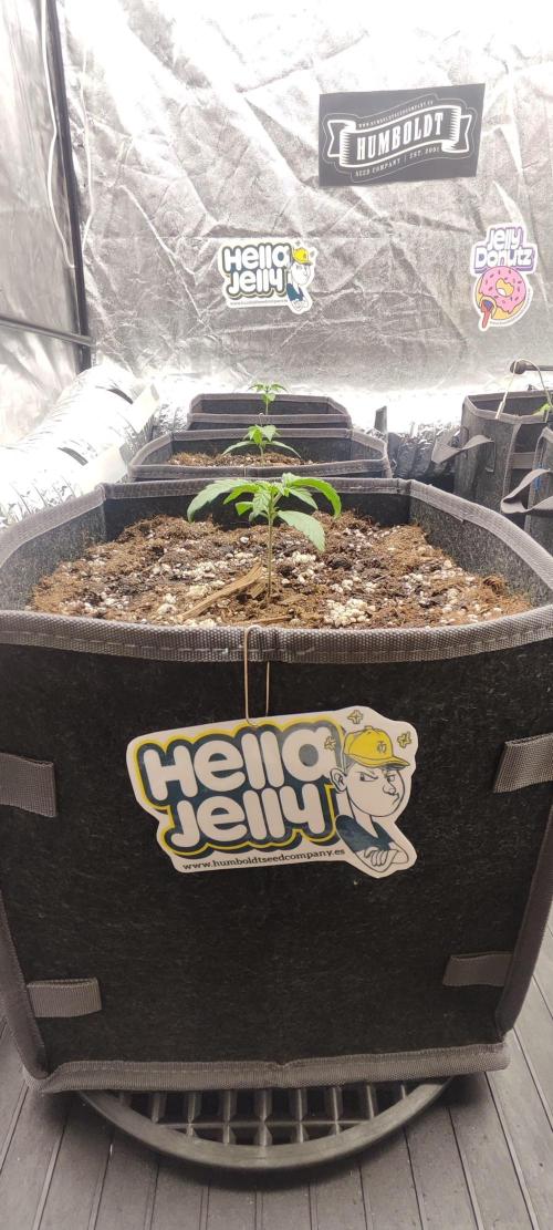 Hella Jelly Auto 🍯🌿. Week 1 - 24.06.2026